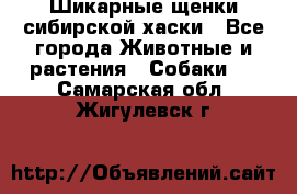 Шикарные щенки сибирской хаски - Все города Животные и растения » Собаки   . Самарская обл.,Жигулевск г.